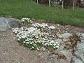 Wall rockcress